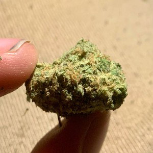 $waggy&support