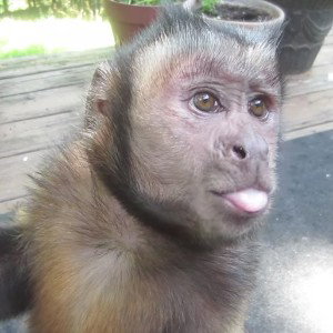 Monkey.s