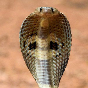 The venomous
