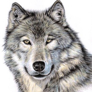 Dj wolfs