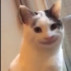 Pop_Cat