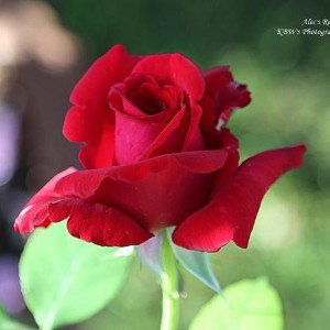 Red rose records