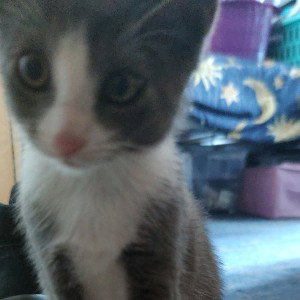 Katzen Gang 