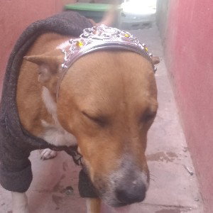 El clan del panda
