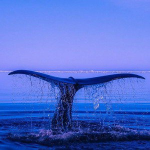 Рам рум