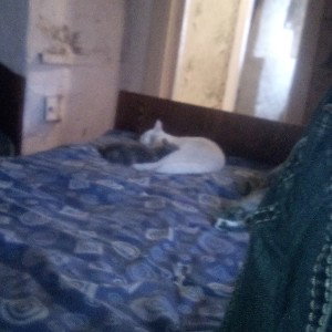 Miktty