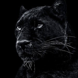 The kings the bull