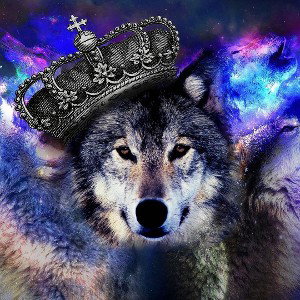 Wolf records