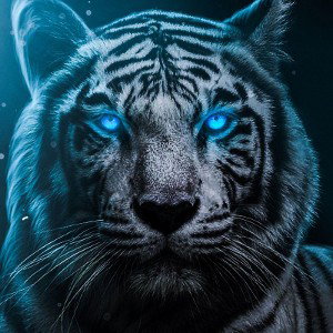 Dark Animals 