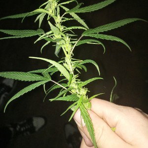 Кайфово