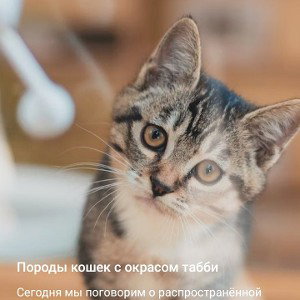 Кровавые котята 