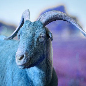 Blue goat