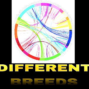 DIFFERENT BREEDS