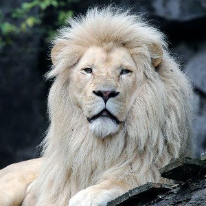 #KINGS (AGUIDEMILI)