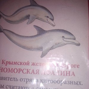 Дельфинчики