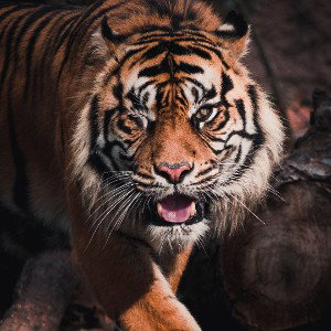 Bengal Tiger 