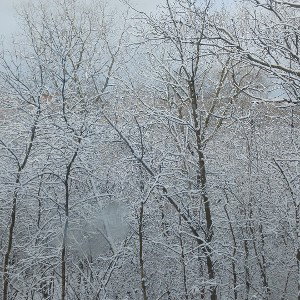 Snowy Days