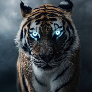 Yung_Tigers
