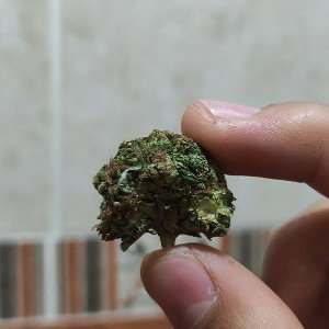 LA REALEZA HLM