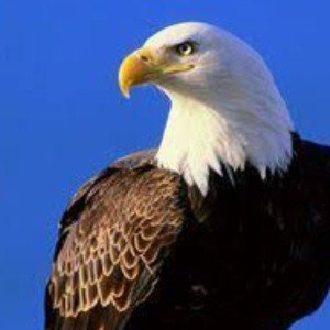 Eagle eyes