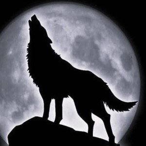 Lobos solitarios.