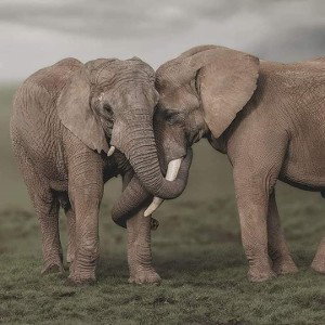 The great elephants