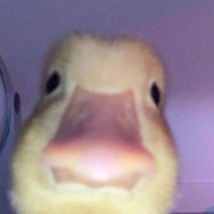 Quack crew