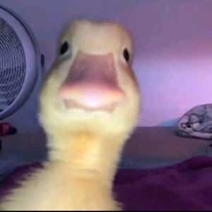The ducky's