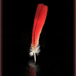 blood feather