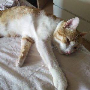 Los Gatos Del Rap