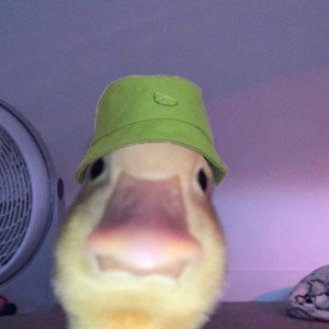 The rubber ducks