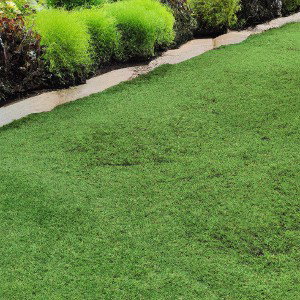 Scotts Turf 