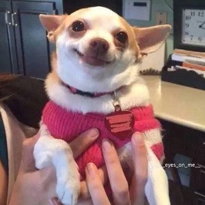 The Barking Chihuahuas