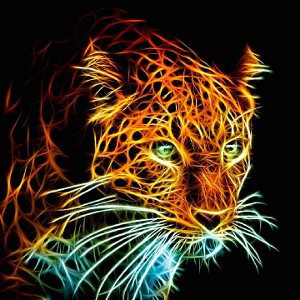 The Cheetahs