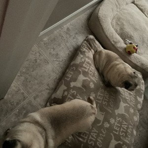 The pug gang