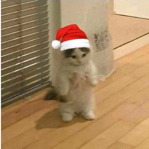 Los panitas de gatos