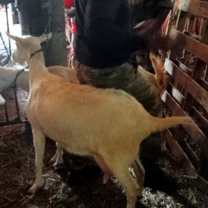 XDgoat