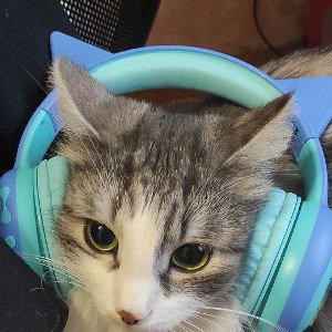 Клан котов 
