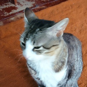 Топ Коты!!!!