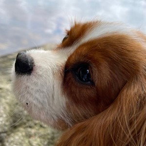 ChelseaTheDog