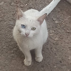 GADA