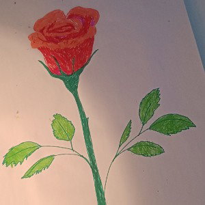 Rosa