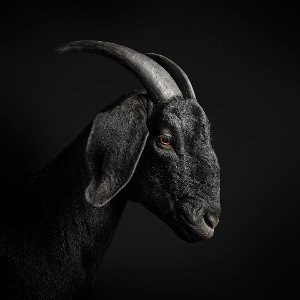 House of G.O.A.T.s