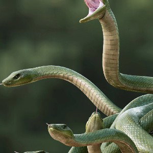 SNAKE STREET