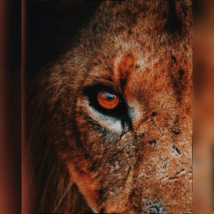  The Lion s