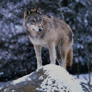Wolfpack139