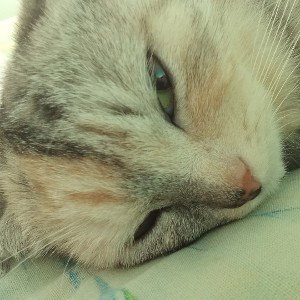 Супер звезды