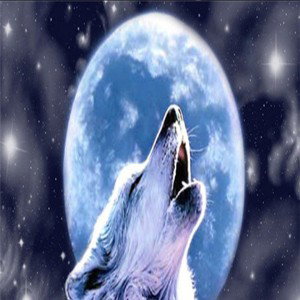 The Wolf Hollywood