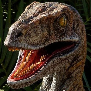 THE RAPTORS KINGDOM (TRK)