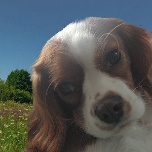 Dog group 